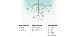 İKİNCİL ELEMENTLER